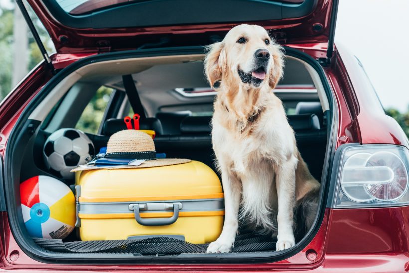 Best Cars for Your Furry Friend You Can Buy at Public Car Auctions